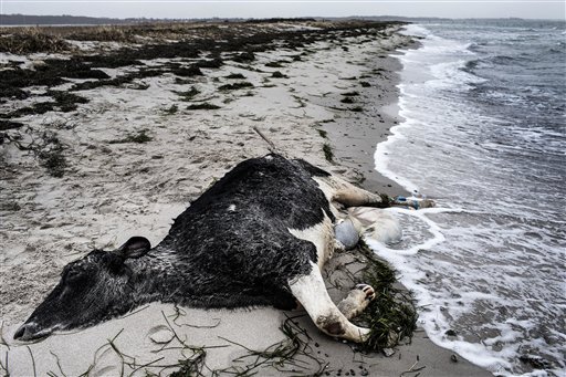 Dead Cows Stun Beachgoers in Sweden, Denmark