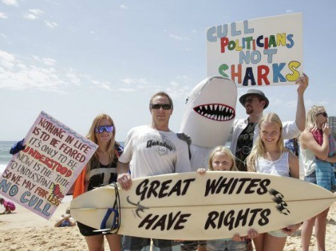 Thousands Protest Against Shark Cull in Australia