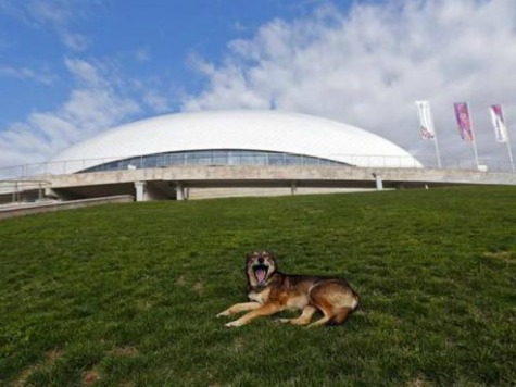 Ten Dogs From Sochi, Russia Arrive in Washington, DC