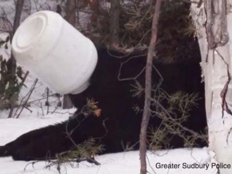 Bear Walks Down Streets with Jar Stuck on Its Head