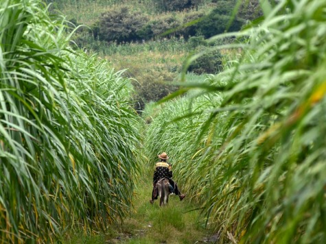 Chronic Kidney Disease Sweeps Central American Sugar Cane Workers