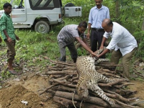 56-Year-Old Woman in India Slays Leopard