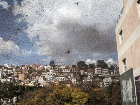 Locust Swarm 'Like the Plagues of Egypt' Descends Upon Madagascar's Capital