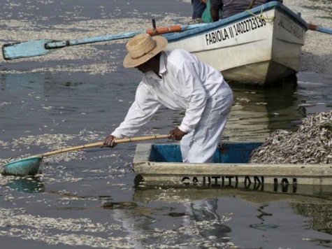 Thousands of Fish Die in Mexican Lake