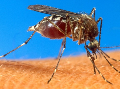 Dengue Fever Strikes Models in Japan
