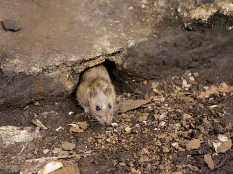 Madagascar Faces More than 100 Potential Cases of Bubonic Plague as Death Toll Rises to 47