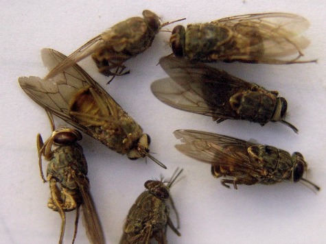 Genetic Code of Bloodsucking Tsetse Fly Cracked
