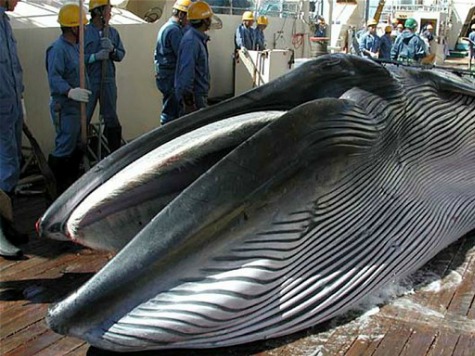 Japan PM Vows to Continue Whale Hunting Policy