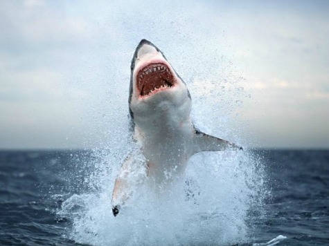 Australian Great White Shark Makes Beach Landing After Choking on Sea Lion