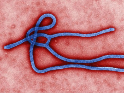 National Security Expert: ISIS Jihadists Could Infect Themselves with Ebola to Become 'Bioweapons'