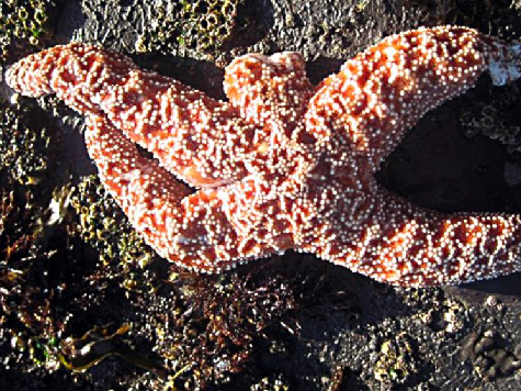 Mysterious Disease Kills Droves of Starfish Off California Coast