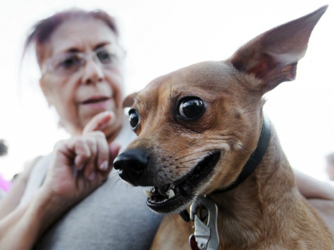 California Bill Would Legalize Dining With Dogs