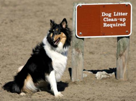 California Mayor Caught Tossing Dog Poop on Neighbor's Lawn