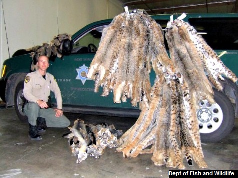 California Man Convicted for Poaching 60 Bobcats and Foxes