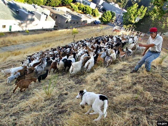 Goats Employed to Clear Unwanted Homeless Campers from San Rafael
