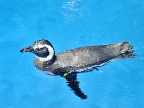 World's First 'Test-Tube' Penguin Hatches at Sea World