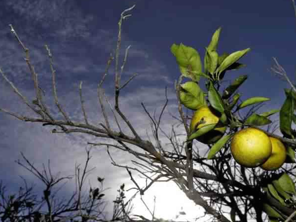 Invasive Pest Threatens CA's $2 Billion Citrus Crop