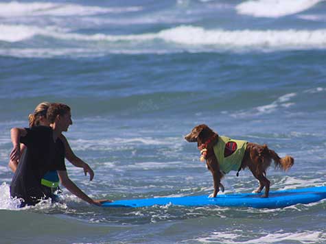 Surf Dog Surf-A-Thon Draws Hundreds to Del Mar Benefit