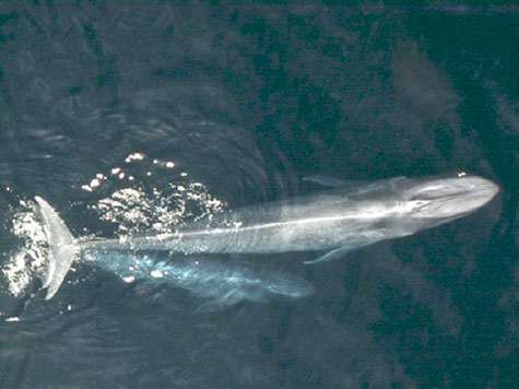 Blue Whales Reproducing, Brimming at Historic Levels