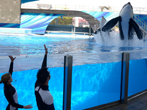 Relentless SeaWorld Criticism Over "Blackfish" Persists with New Investor Lawsuit