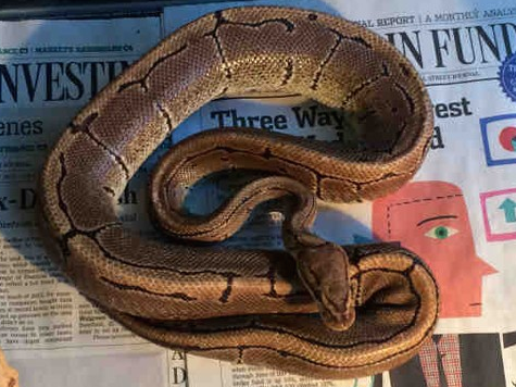 Python-Wearing Cab Driver Busted for Drunk Driving