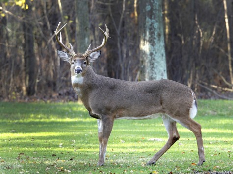 Pool Causes Deer Big Bucking Problem