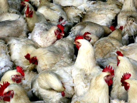Foster Farms Burglars Kill 920 Chickens with Golf Club