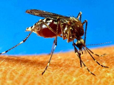 Yellow Fever Mosquitoes Hit L.A. County