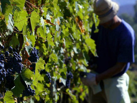 Early Harvest of California Wine Grapes Expected Due to Drought