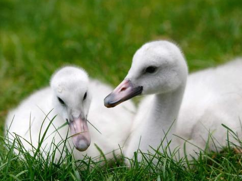 Surprise Baby Swans Snatched by Animals in San Francisco