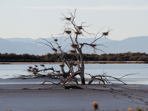 Drought Threatens (Artificial) Salton Sea