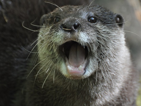 Crazed Otter Goes on Restaurant Rampage