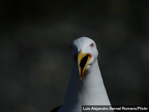 Scottish Woman Seeks Damages for Seagull Attack