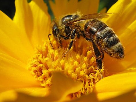 Bees Doing Just Fine, Finds EU, but Continues to Ban the Pesticide Which Didn't Harm Them