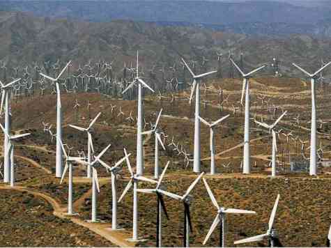Wind Farms Severely Harmful to Wildlife, New Study Finds