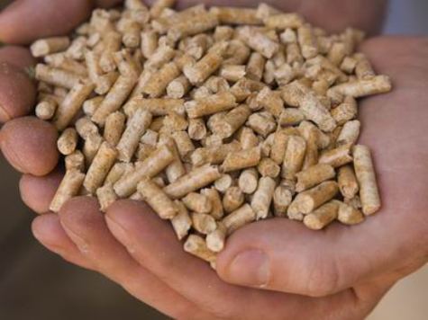 Study: Biomass Worse for Environment than Fossil Fuels