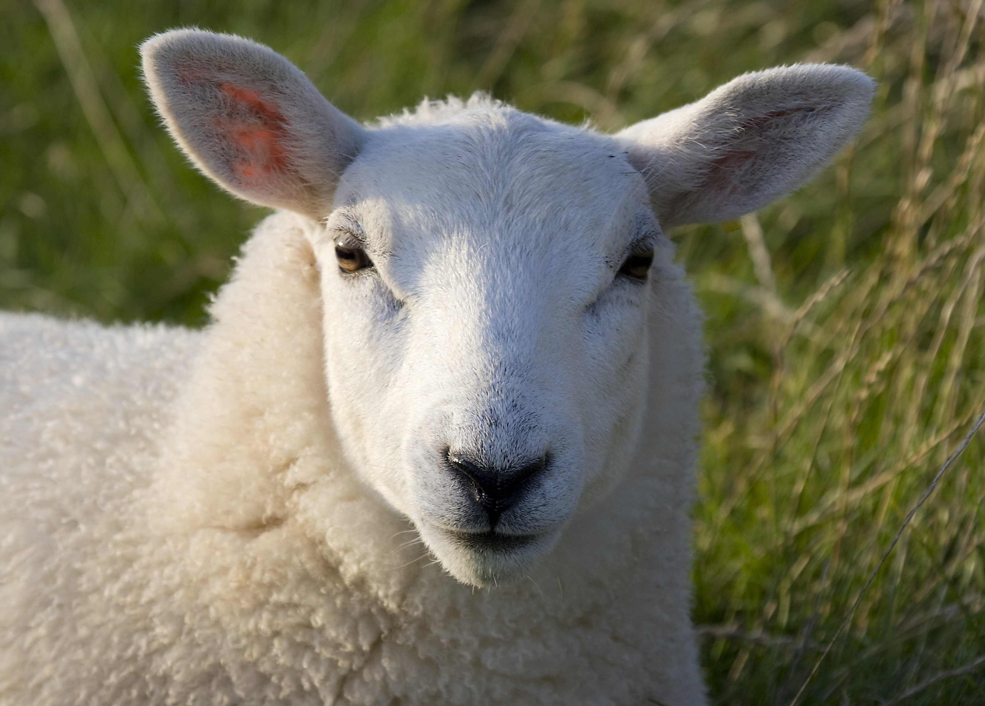 UK Researchers Among Scientists Who Mapped Entire Genome of Sheep