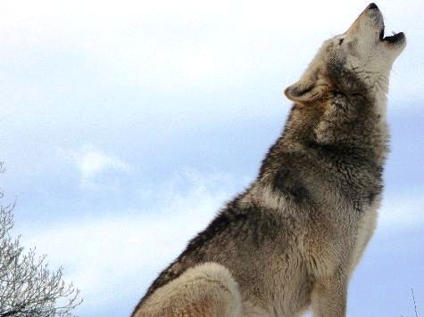 No, Monbiot: Britain Needs More Wolves Like it Needs the Black Death