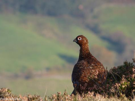 Matt Ridley: In Defence of Grouse Shooting