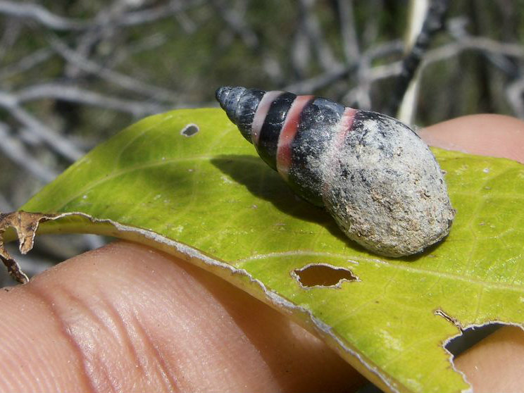 'Extinct' Snail Killed by 'Climate Change' Crawls Back from the Dead