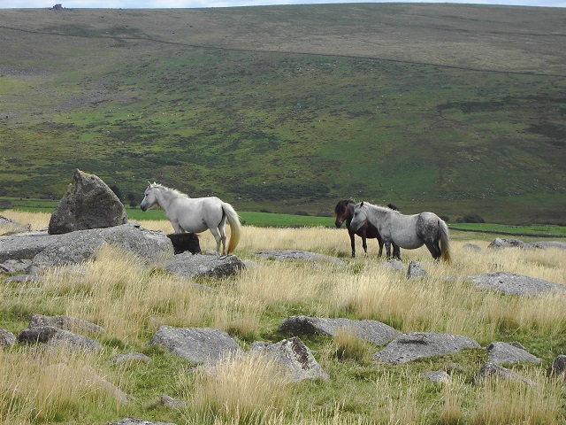 Charity: Conserve Rare Ponies by Eating Them