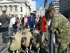Londoners Celebrate Traditional Sheep Drive Despite Celebrity Boycott