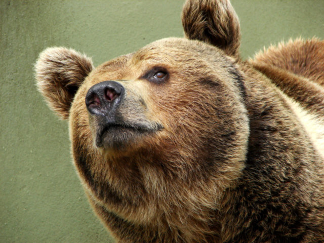 Returning Bears Pose Dilemma in Europe