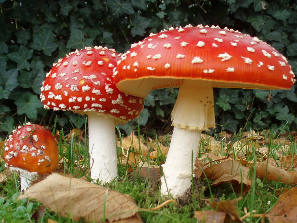 ‘Magic Mushrooms’ Found Growing at Buckingham Palace