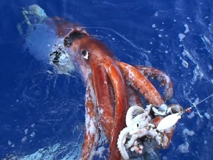Squid Frenzy Lures Fishermen to So. Cal Coasts