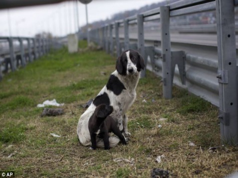 Sochi Authorities Hire Company to Murder Stray Dogs Before Olympics