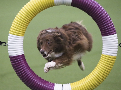 Border Collie Wins Westminster Show Agility Trial