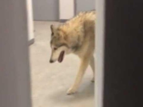 #SochiFail: Video of Twerking US Olympian Spotting 'Wolf' a Prank