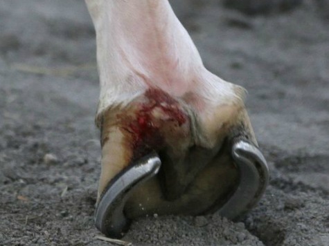 California Chrome Sustained Gash to Hoof During Race