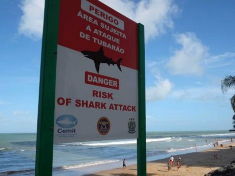 World Cup City Warns Fans of Shark Attacks